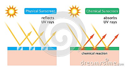 Diagram of chemical sunscreen and physical sunscreen Vector Illustration